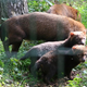 Illustration for article titled Improve Your Monday By Learning About The Adorable Bush Dog